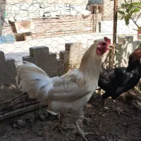 مرغ محلی 700هزار خروس 800 هزار