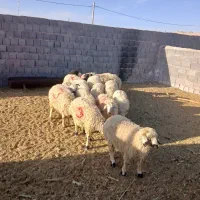 بره محلی نر و ماده