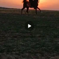 اسب