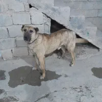 سگ گله ای