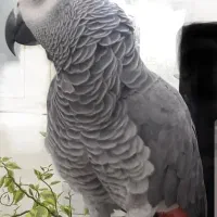 کاسکو گمشده