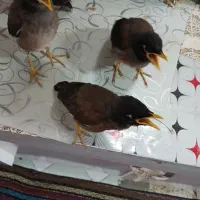 ۴عدد مینا همه نر از کوچکی خودم بزرگ کردم