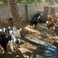 سلام سلام ۳۰ عدد بز برای فروش دارم