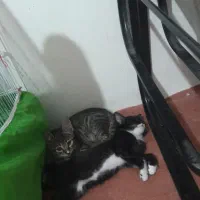 گربه