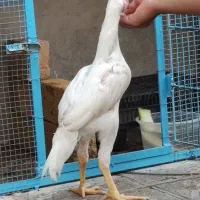 جوجه لاری خروس و مرغ و یک عدد جوجه خروس پنگونی