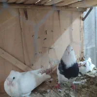 یک جفت کبوتر با جوجه