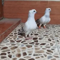 کبوتر رنگی،شامی،طوقی،دوکت
