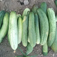خیار محلی ضیابر