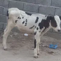 گوساله جنس دار