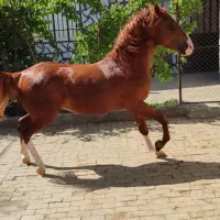 نریان چهار ساله تازه سواری