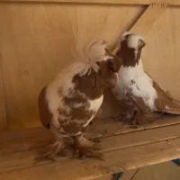 مخصوص خاص پسندها جوان کلکسیونی