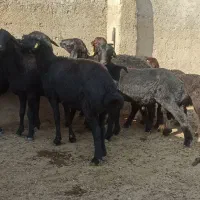 فروش گوسفند افشاری