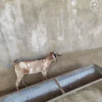 کهره نر