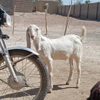 کهره نر|حیوانات مزرعه|مهرستان, |دیوار