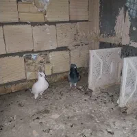 کبوترسار پلنگ