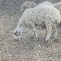 4عدد شیشک نیم گوشت
