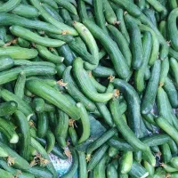 خیارشور ارگانیک مهاجران همدان