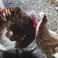 فروش بوقلمون نر