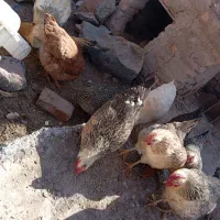 مرغ محلی جوان هنوز یک سال نشده