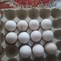 تخم نطفه دار بوقلمون و بوقلمون نر