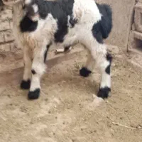بره نر