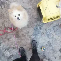 پشمالو پامرین