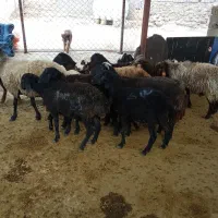 بره شیشک گوسفند بزغاله