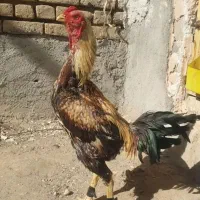 خروس لاری تاج میل