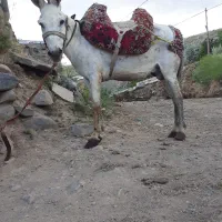 دو تا خر الاغ نر جوان کوسفند ی آرام