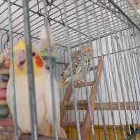 دو عدد عروس هلندی