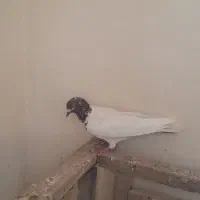 کبوتر ماده