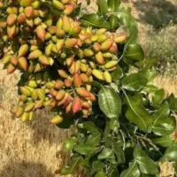 ترکه اکبری خوش تخم اعلا