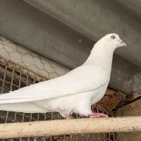 کبوتر گرو مهر شده