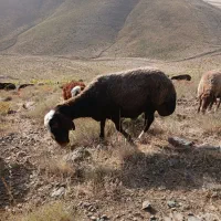 میش|حیوانات مزرعه|الیگودرز, |دیوار