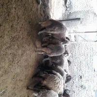 بره با گوسفند