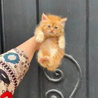 جینجر پسر مو بلند