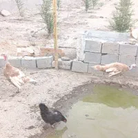 ۴عدد قوغاز و ۴عدد بوقلمون