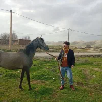 اسب کورد|اسب و تجهیزات اسبسواری|تهران, حر|دیوار