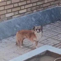 سگ پاکوتاه