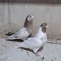 کفتر کبوتر