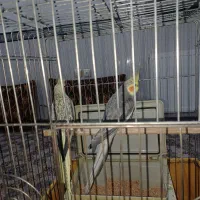 عروس هلندی