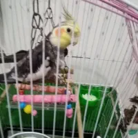 طوطی عروس هلندی نر سخنگو با قفس ولوازم