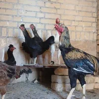 خروس ومرغ لاری