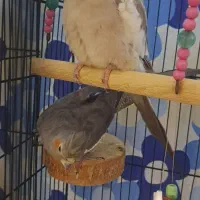 عروس هلندی  نر و ماده