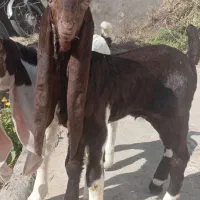 بزغاله گلابی
