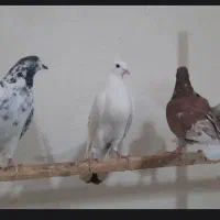 کفتر|پرنده|فاضل آباد, |دیوار