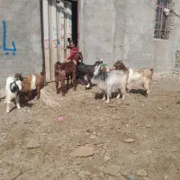 باسلام ۴راس بز وبزغاله بشرط سلامت