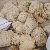 پشم گوسفند