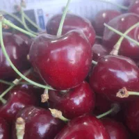 کاردرخریدوفروش عمده میوه