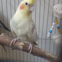 عروس هلند